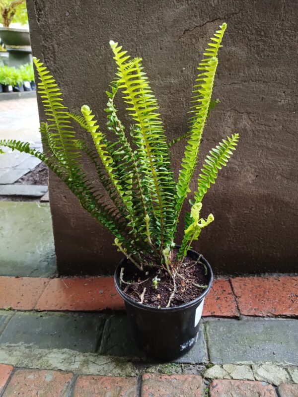 JPEG_20261022_091505_2245668318266080009-scaled-1 Shiva Fern 17cm