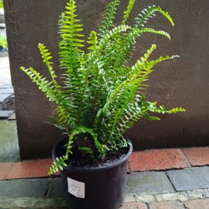 JPEG_20261022_091820_7256675596239746431-scaled-1 Shiva Fern 23cm