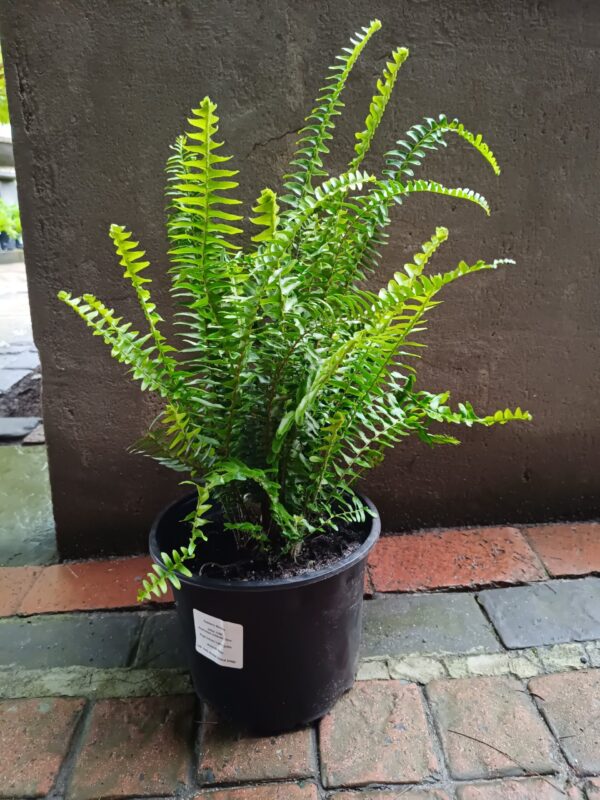 JPEG_20261022_091820_7256675596239746431-scaled-1 Shiva Fern 23cm