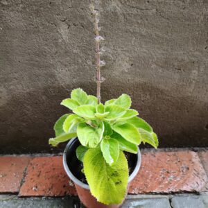 JPEG_20261022_095710_9171098050495765734-scaled-1 Plectranthus Amboinicus