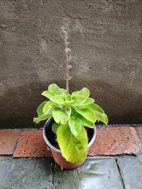 JPEG_20261022_095710_9171098050495765734-scaled-1 Plectranthus Amboinicus