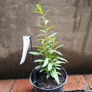 JPEG_20261022_110542_9107777104081459236-scaled-1 Goji Berry 17cm