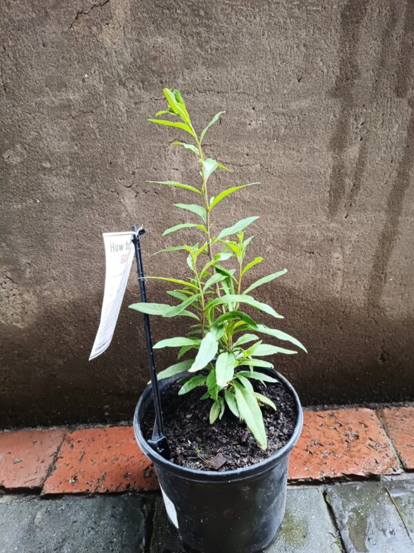JPEG_20261022_110542_9107777104081459236-scaled-1 Goji Berry 17cm