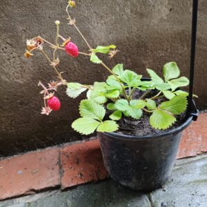 JPEG_20261022_111038_620354029804743237-scaled-1 Alpine Red Runner Strawberry 17cm