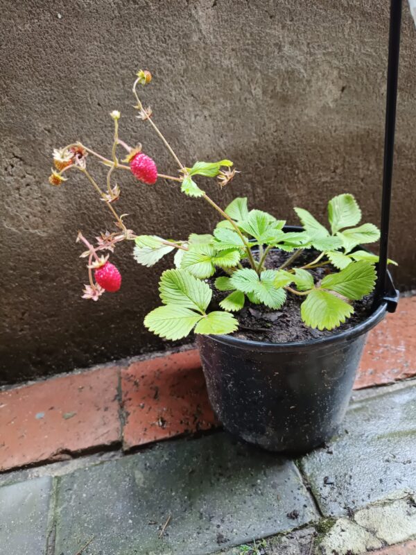 JPEG_20261022_111038_620354029804743237-scaled-1 Alpine Red Runner Strawberry 17cm