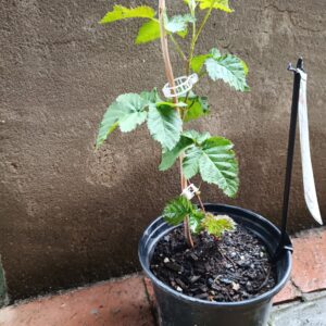 JPEG_20261022_111434_1266566737486571165-scaled-1 Youngberry (Rubus Hybrid) 17cm