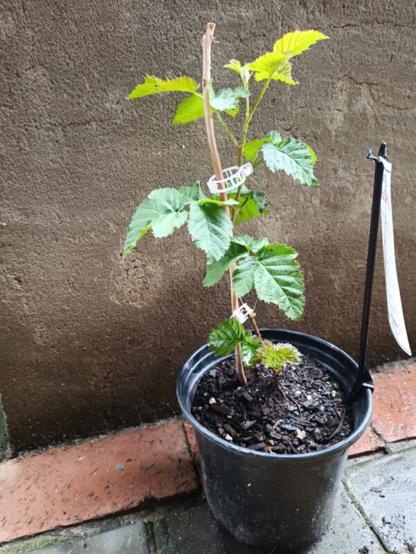 JPEG_20261022_111434_1266566737486571165-scaled-1 Youngberry (Rubus Hybrid) 17cm