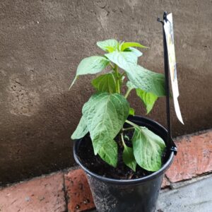 JPEG_20261022_112116_4437136200025208434-scaled-1 Rocoto Pepper 17cm