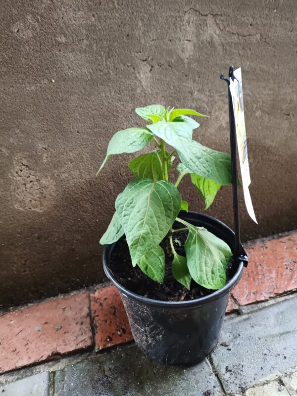 Rocoto Pepper 17cm