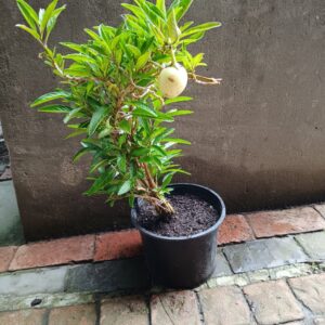 JPEG_20261022_113533_1881346766755428198-scaled-1 Pepino Melon 23cm (M)