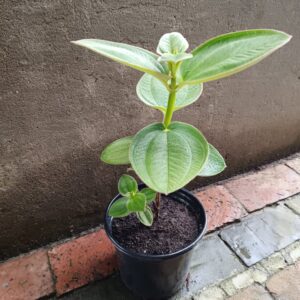 JPEG_20261022_113835_4899527648196484580-scaled-1 Tibouchina 17cm