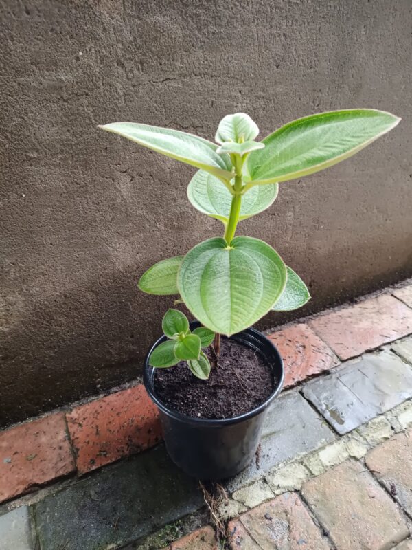 JPEG_20261022_113835_4899527648196484580-scaled-1 Tibouchina 17cm