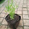 JPEG_20261022_115758_5581155986090354912-scaled-1 Lavandula Angustifolia (English Lavender)