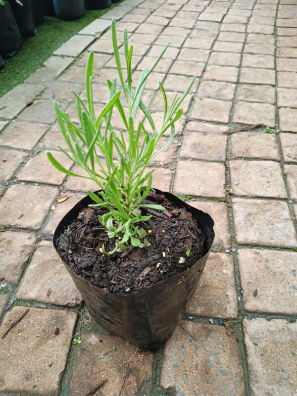 JPEG_20261022_115758_5581155986090354912-scaled-1 Lavandula Angustifolia (English Lavender)