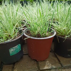 JPEG_20261022_121047_8550222276713132230-scaled-1 Carex oshimensis 'Everest'