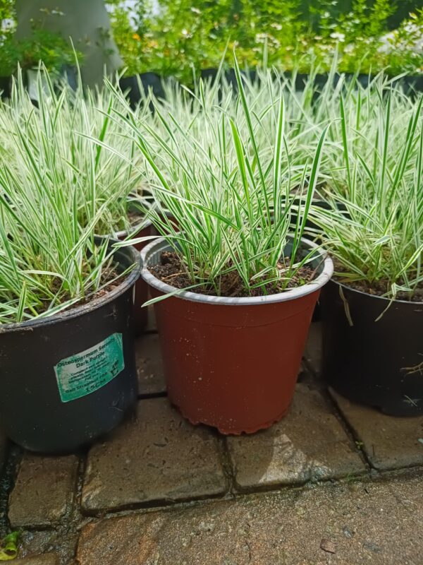 JPEG_20261022_121047_8550222276713132230-scaled-1 Carex oshimensis 'Everest'