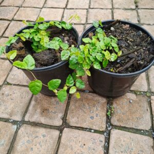 JPEG_20261022_121520_4886226686188213072-scaled-1 Ficus Repens (Creeping Fig) 17cm