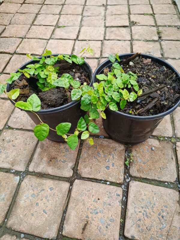 JPEG_20261022_121520_4886226686188213072-scaled-1 Ficus Repens (Creeping Fig) 17cm