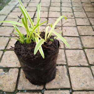 JPEG_20261022_122347_191021796014624640-scaled-1 Liriope Muscari Variegata 4L