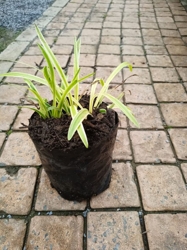 Liriope Muscari Variegata 4L