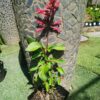 JPEG_20261023_103558_2325775783375825046-scaled-1 Salvia Salmia Orange 4L