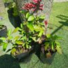JPEG_20261023_103626_7361025664394698152-scaled-1 Salvia Salmia Orange 4L