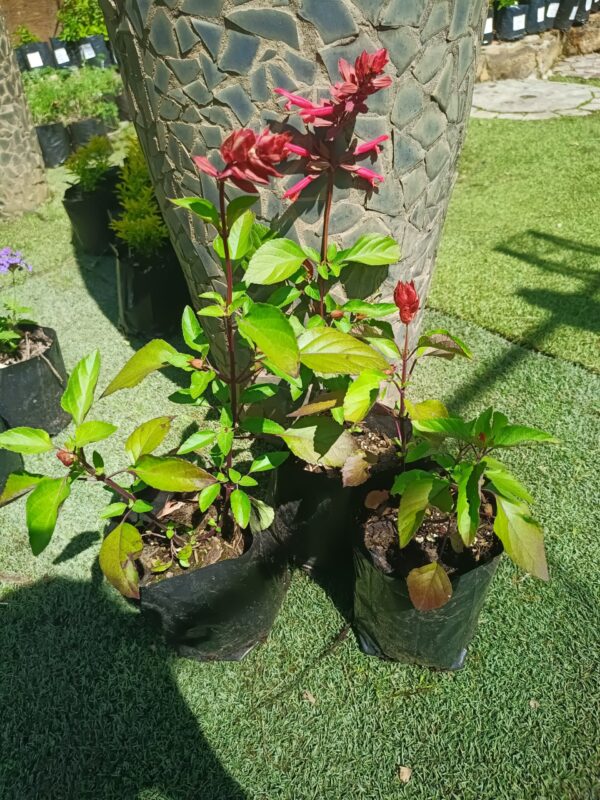 JPEG_20261023_103626_7361025664394698152-scaled-1 Salvia Salmia Orange 4L