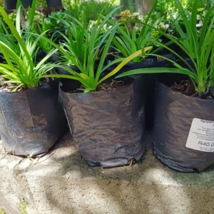JPEG_20261024_124020_3054604257473246260-scaled-1 Agapanthus Nana