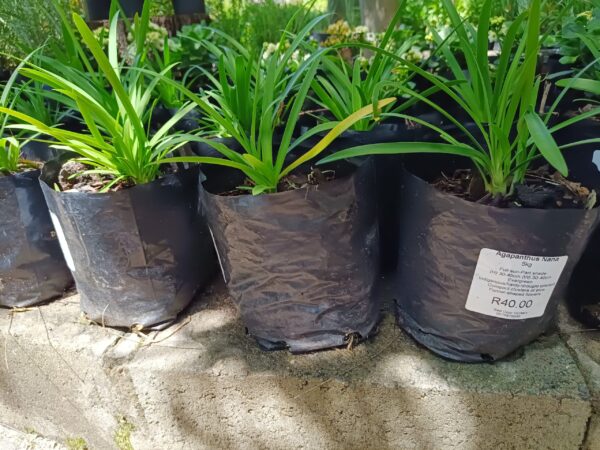 JPEG_20261024_124020_3054604257473246260-scaled-1 Agapanthus Nana