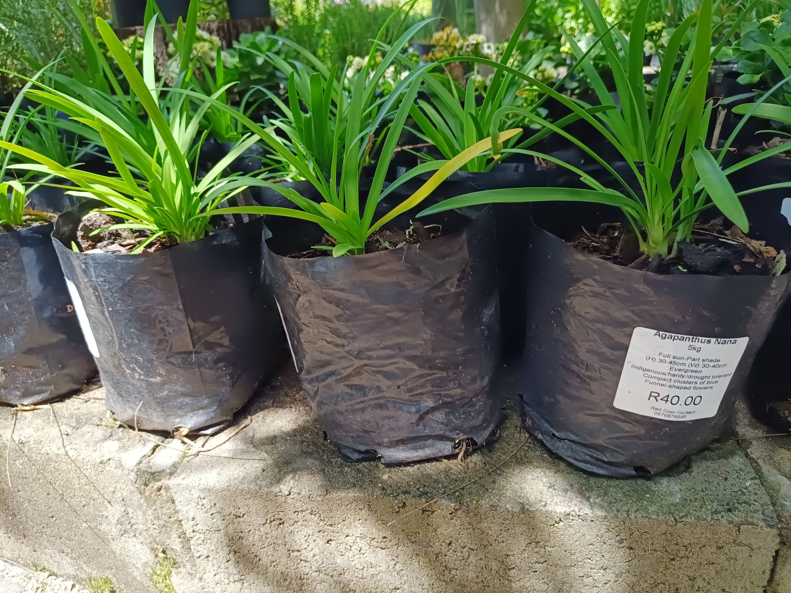 Agapanthus Nana