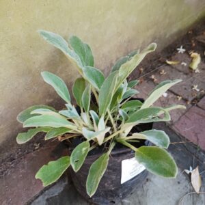 Stachys Byzantina (Lamb's Ears) 4L
