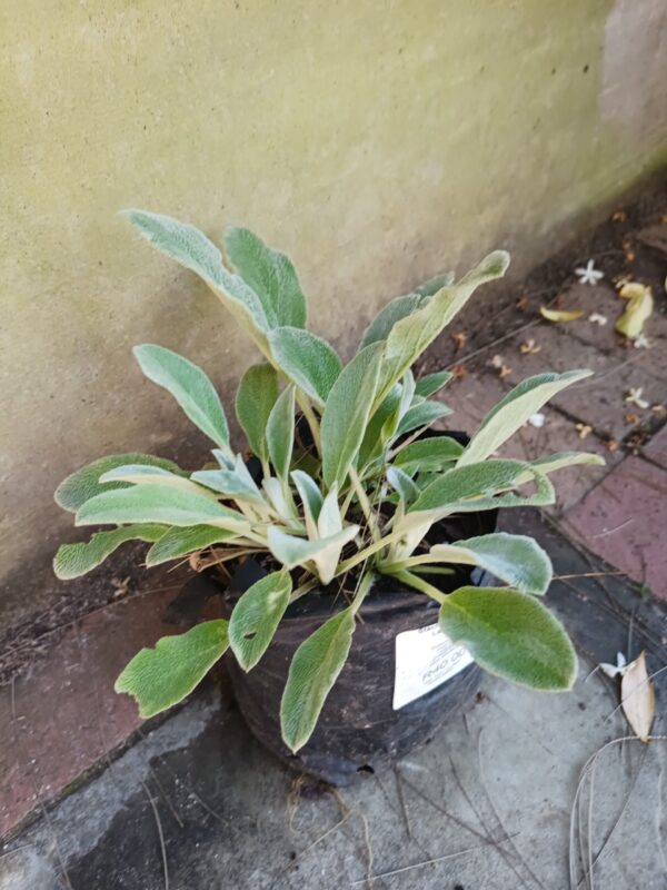 Stachys Byzantina (Lamb's Ears) 4L