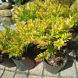 Cuphea hyssopifolia Lime Pink