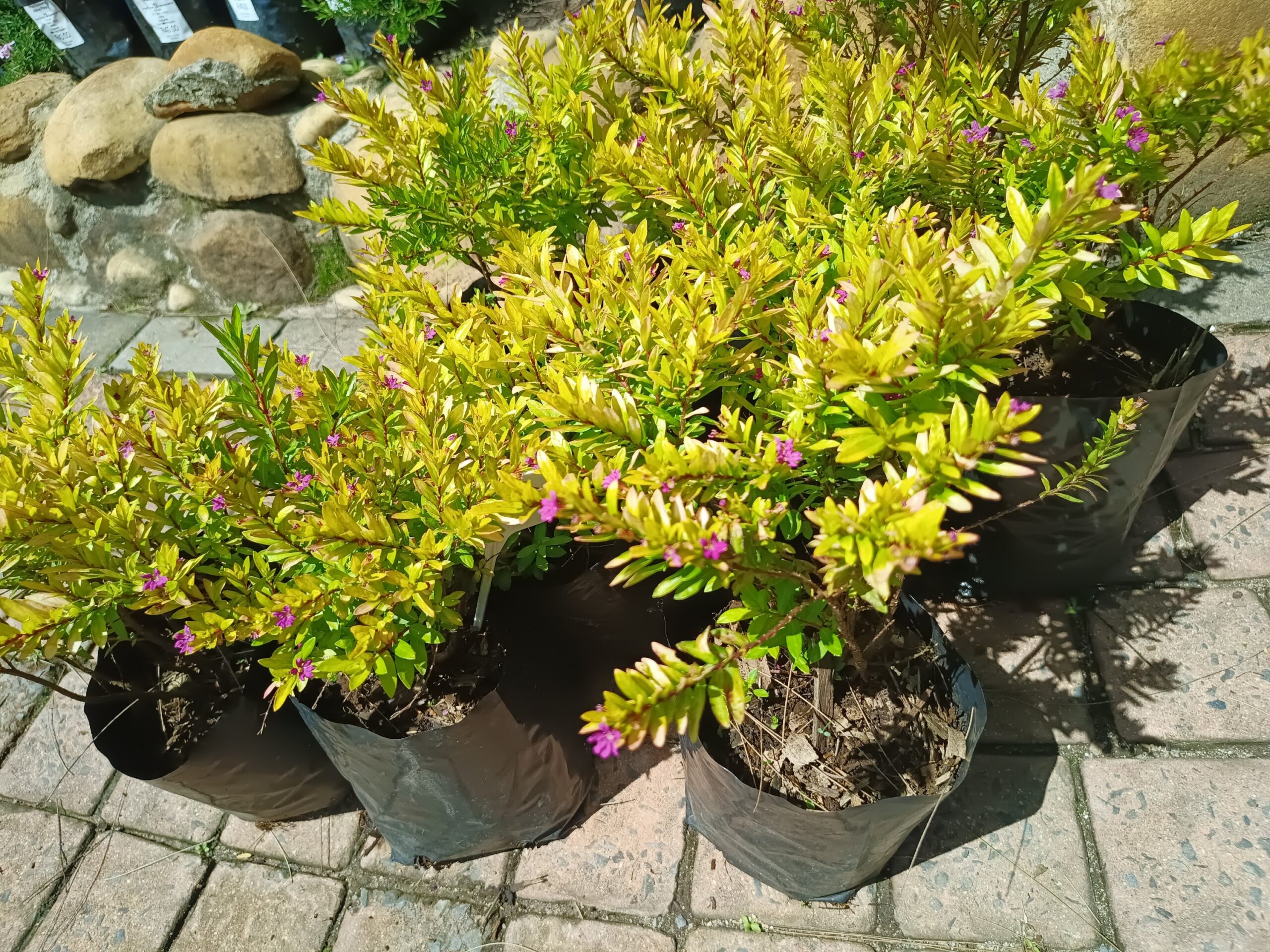 Cuphea hyssopifolia Lime Pink