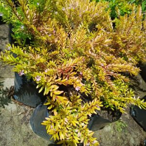 Cuphea Hyssopifolia Lime Lilac