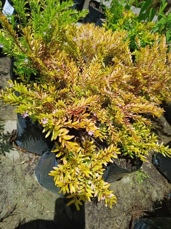 JPEG_20261026_113823_5868173663068106989-scaled-1 Cuphea Hyssopifolia Lime Lilac