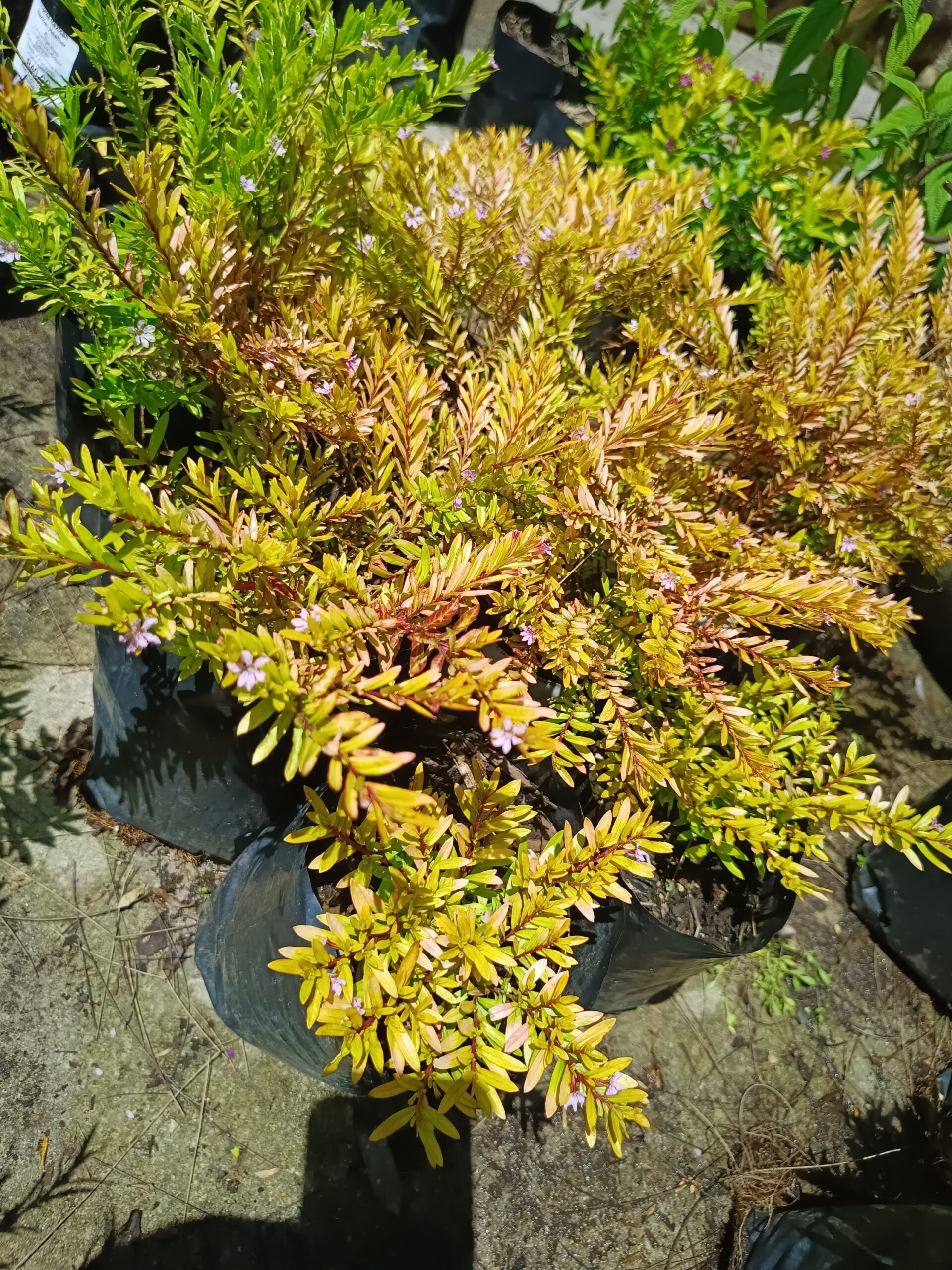 Cuphea Hyssopifolia Lime Lilac