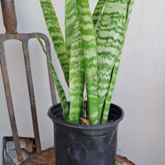 Snake Plant