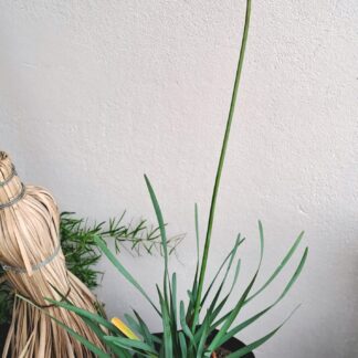 Tulbaghia Wild Garlic