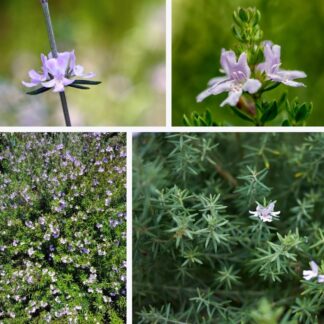 WESTRINGIA FRUTICOSA Australian Coastal Rosemary – White 2,5L