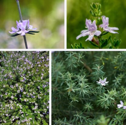 WESTRINGIA FRUTICOSA Australian Coastal Rosemary - White 2,5L