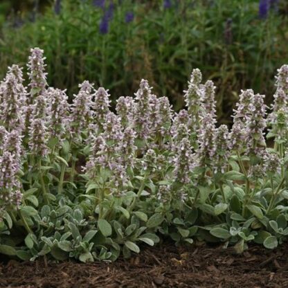 STACHYS LANATA Lamb's Ear 15cm - Image 2