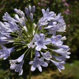 AGAPANTHUS PRAECOX African Lily - Common Blue 3L