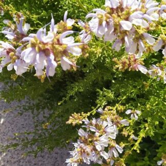 SALVIA CHAMELAEAGNEA Rough Sage – White 3L