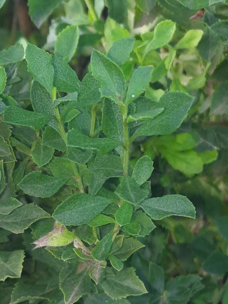 SALVIA CHAMELAEAGNEA Rough Sage - White 3L - Image 2