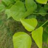 ERYTHRINA CAFFRA Coast Coral Tree 6L