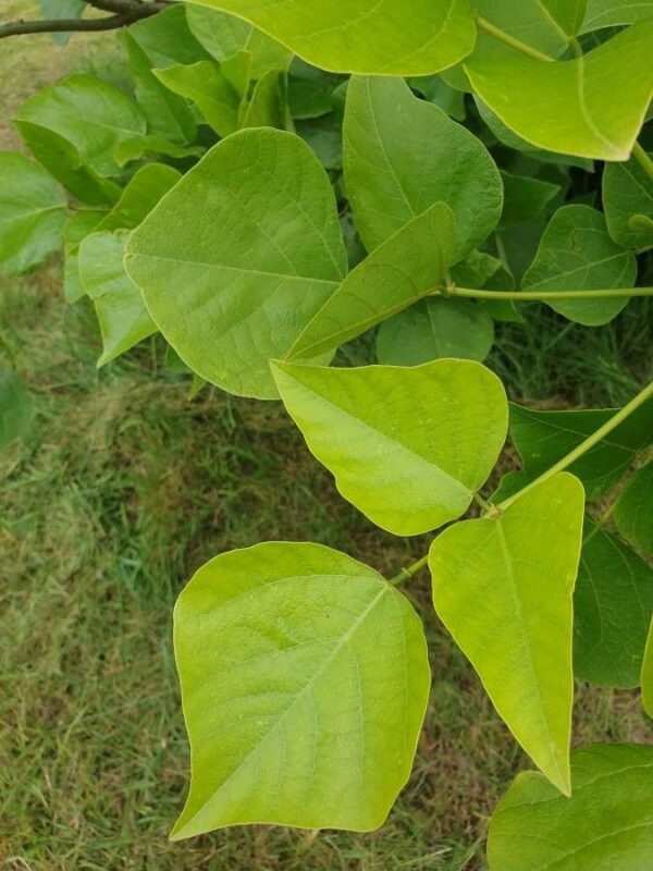 ERYTHRINA CAFFRA Coast Coral Tree 6L