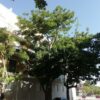 ERYTHRINA CAFFRA Coast Coral Tree 6L
