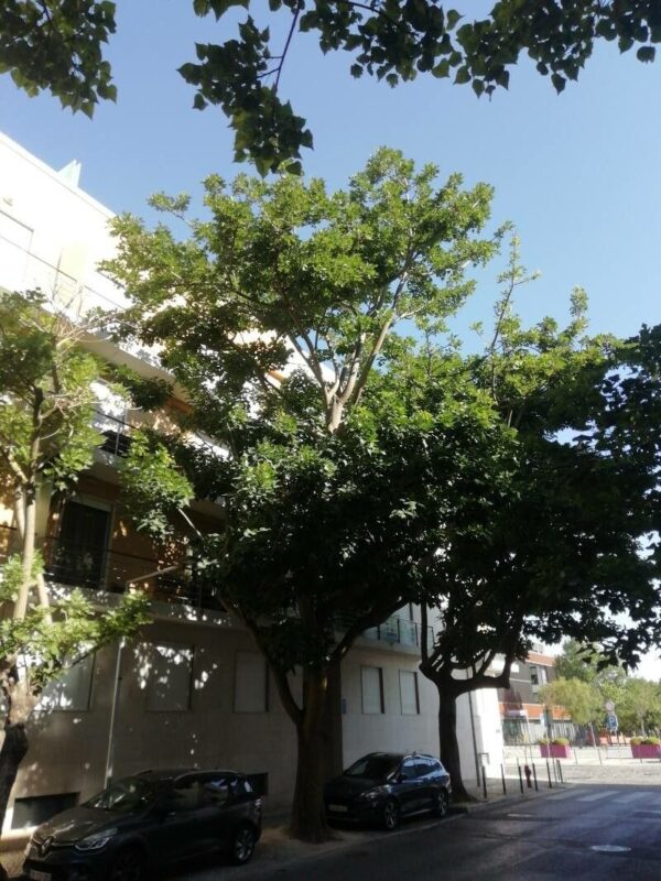 ERYTHRINA CAFFRA Coast Coral Tree 6L