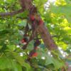 ERYTHRINA CAFFRA Coast Coral Tree 6L